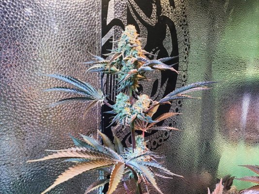 Unlocking Cannabis’ Full Potential: The Case For and Against UV
Scynce Led Light UV Cannabis Relation
What is the true UV and Cannabis relation?