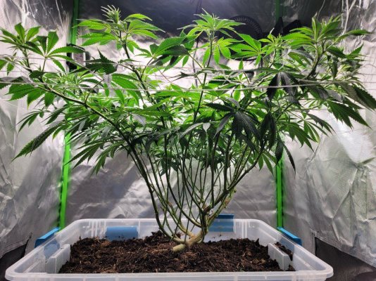 first-time-scrog-1-plant-3x3-tent-godfather-og-2.jpg