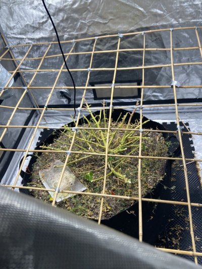 One Plant One Scrog Contest CannaGranny Style