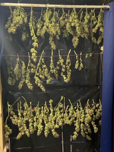 One Plant One Scrog Contest CannaGranny Style
