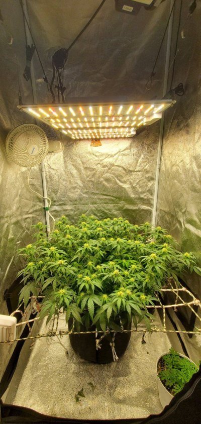Help with choosing 2 lights for 2x4 THCFarmer