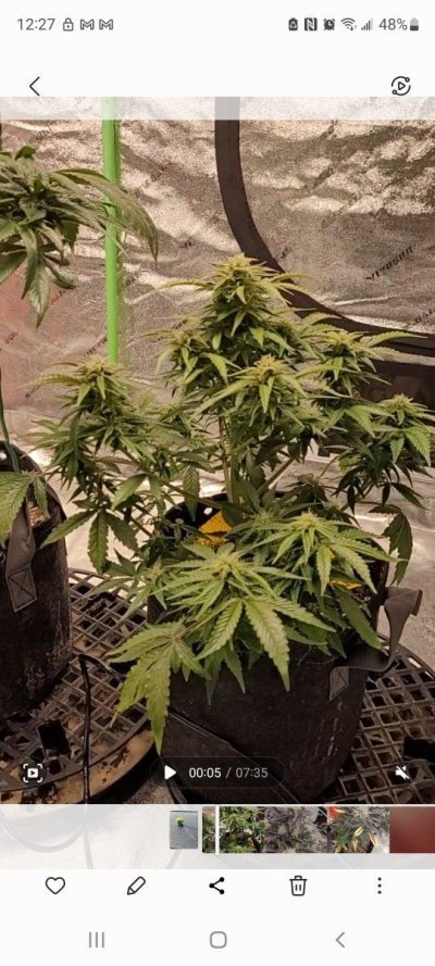 Trichomes pictures ready or not?