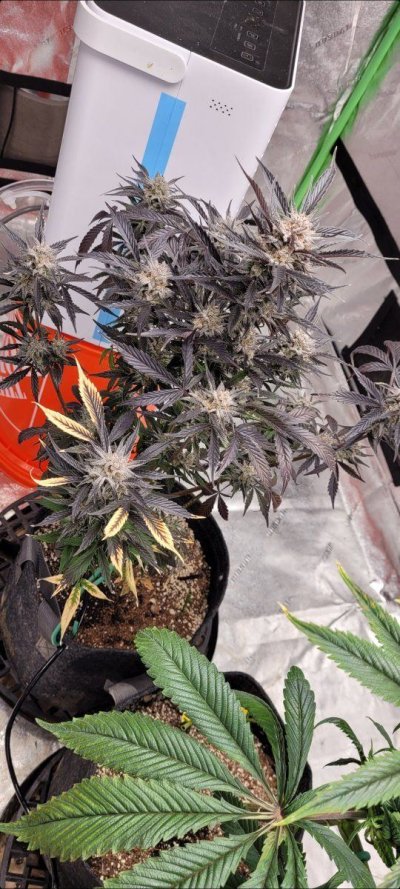 Trichomes pictures ready or not?