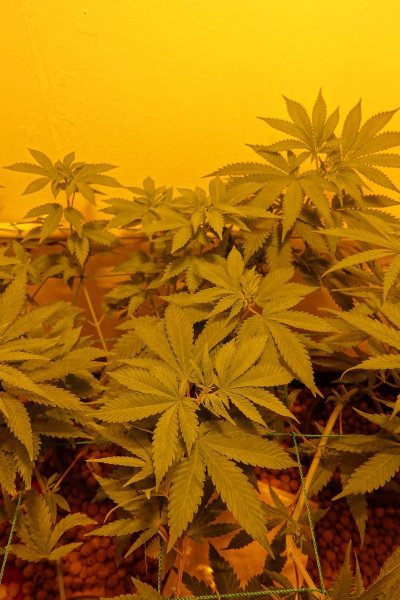 Chemistry's grow your own quality stash.