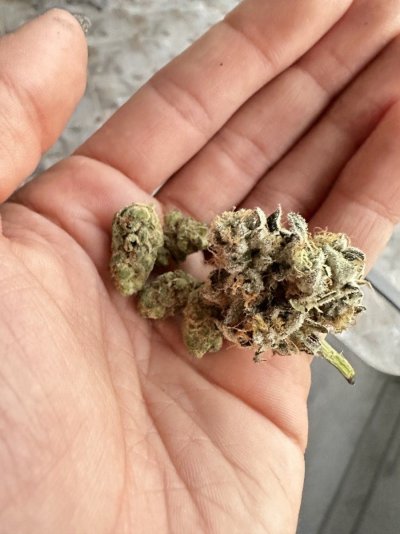 Growrx grow diary “ 2021 5x5 RDWC "