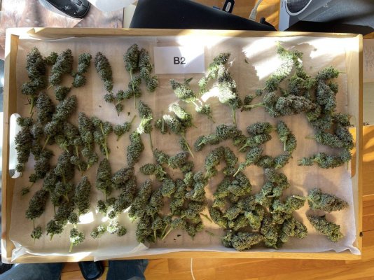 1st grow => 1st harvest. Does this look ok?