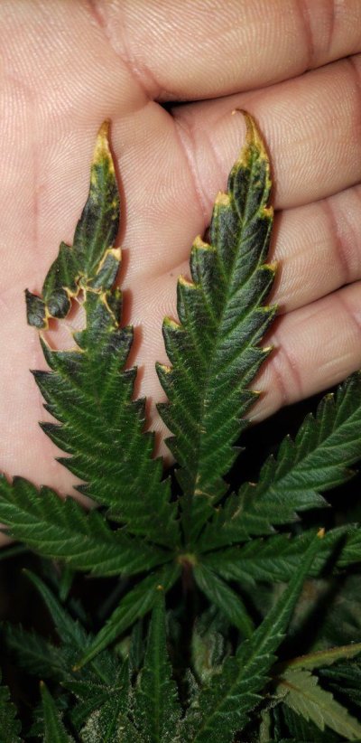 Is this deficiency or disease? Any ideas would be appreciated