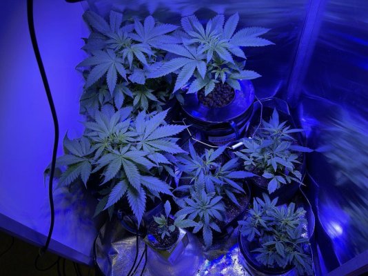 Late NL, Wedding Cake, & New Personal Cultivar