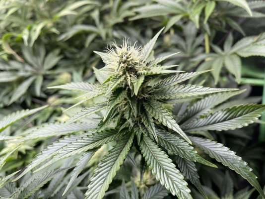 Late NL, Wedding Cake, & New Personal Cultivar