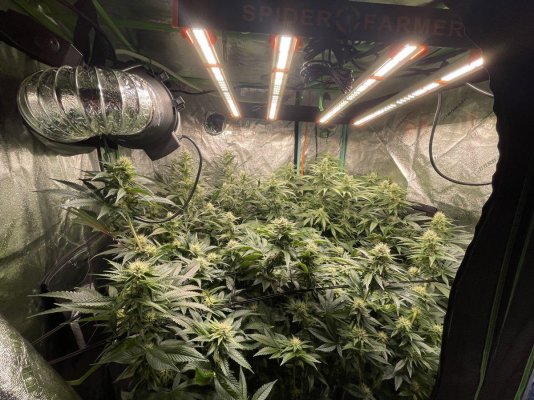 Late NL, Wedding Cake, & New Personal Cultivar