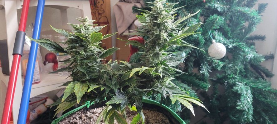 autoflower-under-24-hour-light-4.jpg