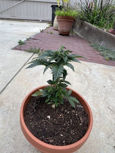 white-widow-outside-version2.jpg