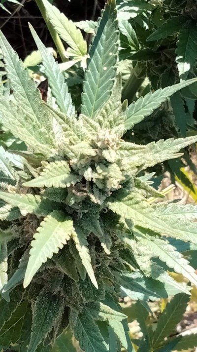 received_420460133601486.jpeg