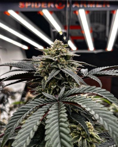SE7000-IG@commongroundonline- Grown under the SE7000 by SpiderFarmer. Pina Colada is the best ...jpg