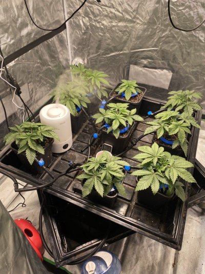 horticulture-lighting-group-hlg-600-rspec-600w-help.jpg