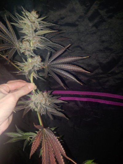 AlexGrowns Fruity OG Kush Harvest Day!