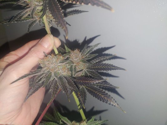 AlexGrowns Fruity OG Kush Harvest Day!