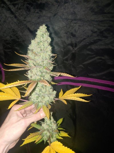 AlexGrowns Fruity OG Kush Harvest Day!