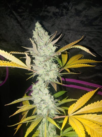AlexGrowns Fruity OG Kush Harvest Day!