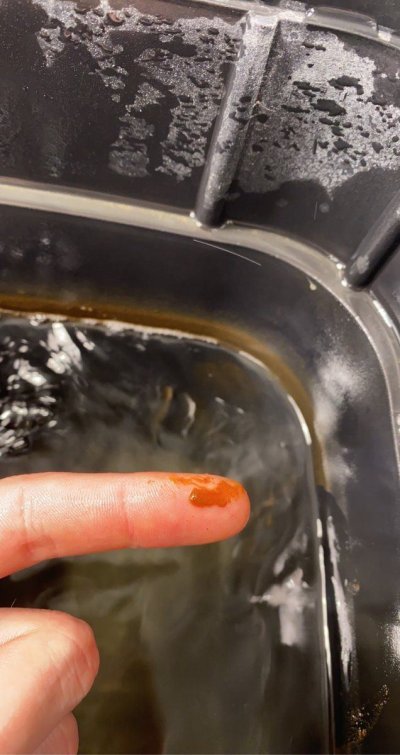 brown-slime-growing-in-rez.jpeg