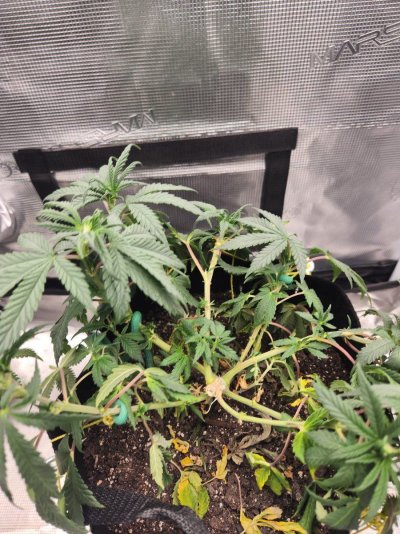 my-wiltering-plant-up-date-2.jpg