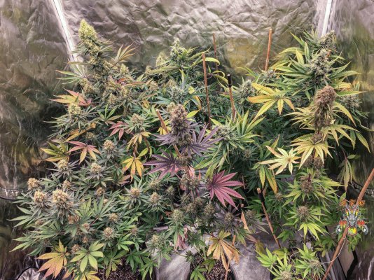 Dragons Flame Genetics 2020 and beyond...