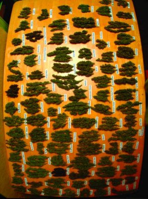 Picture 19.jpg