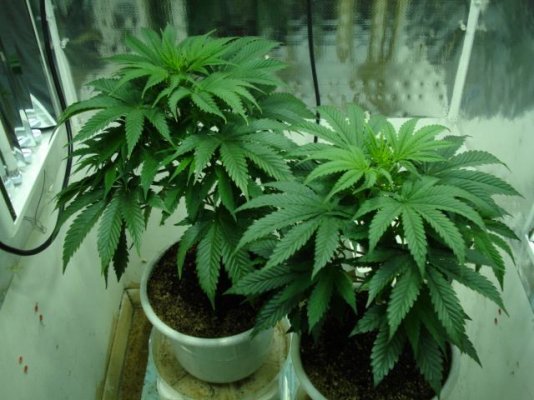 sweetseeds-jack47fem.jpg
