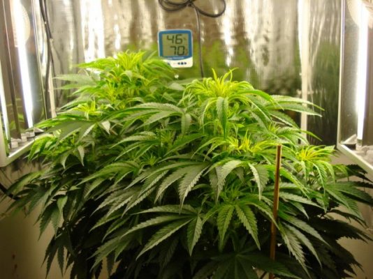 sweetseeds-jack47fem-3.jpg