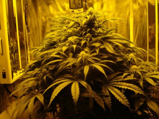 sweetseeds-jack47fem-6.jpg