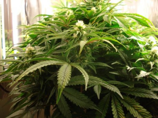 sweetseeds-jack47fem-7.jpg