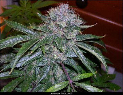 SFV OGK x Double Purple Doja