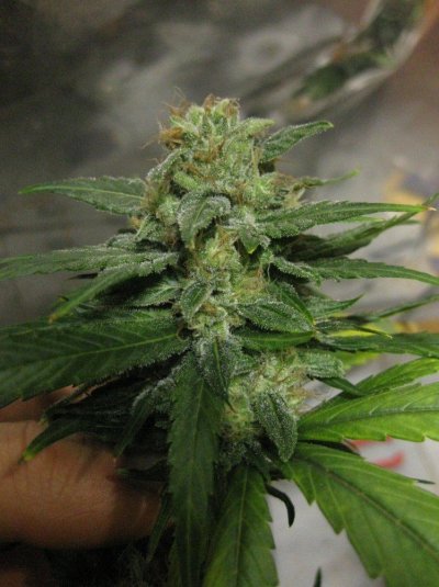 Nug.jpg
