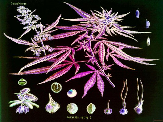 Weed_Wall_3_1600-1200.jpg