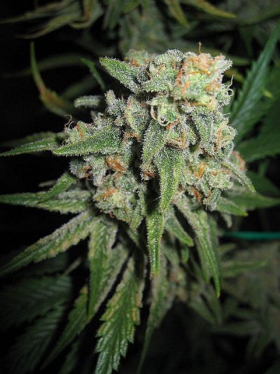 trainwreck 3 weeks