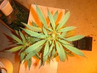 willie-nelson-from-reeferman-2.jpg