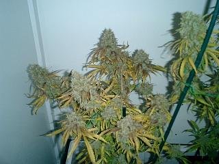 willie-nelson-from-reeferman-4.jpg