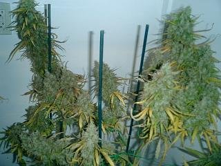 willie-nelson-from-reeferman-5.jpg