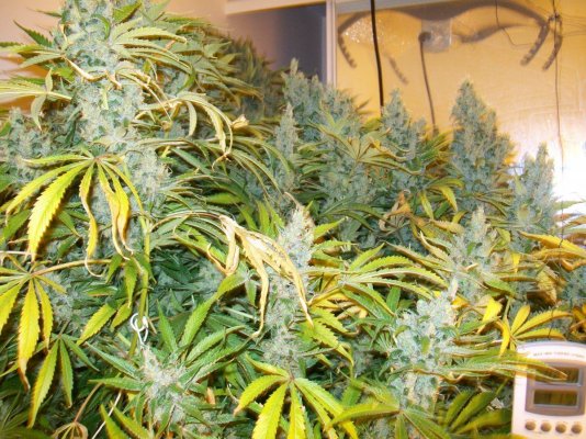 sssdhaze-budshots-2.jpg