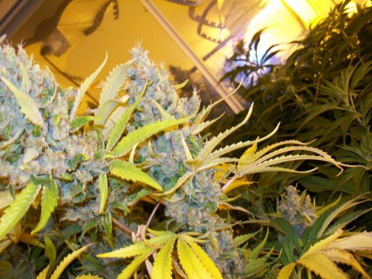 sssdhaze-budshots-3.jpg