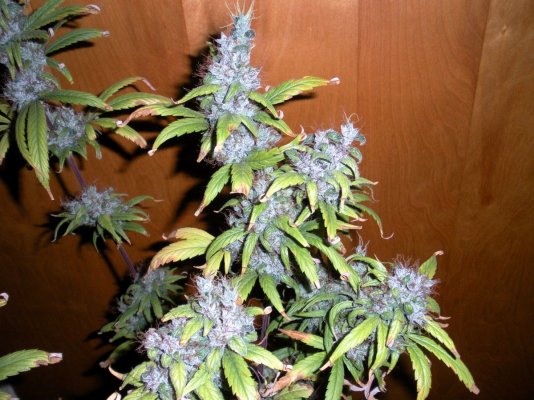 harvest3.JPG