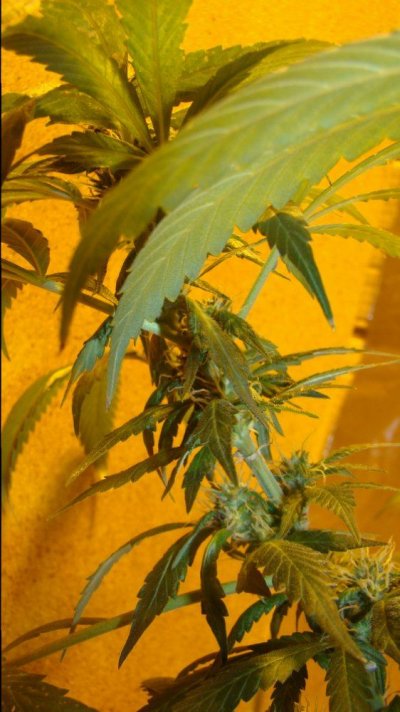 First real grow, TX Popcorn