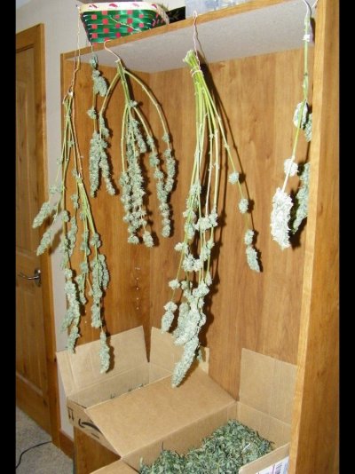 harvest_2.jpg