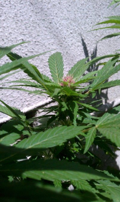 purple-bush2.jpg