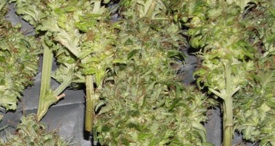 Iranian auto Flower