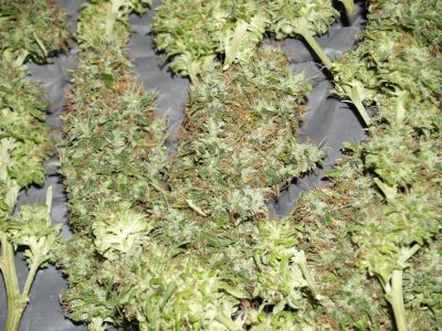Iranian auto Flower