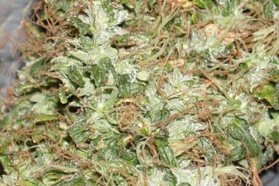 Iranian auto Flower