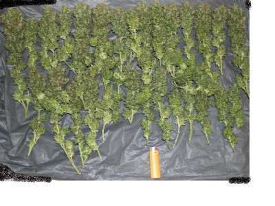Iranian auto Flower