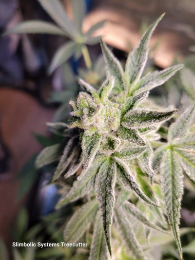 Let's See Your Frostiest Flowers