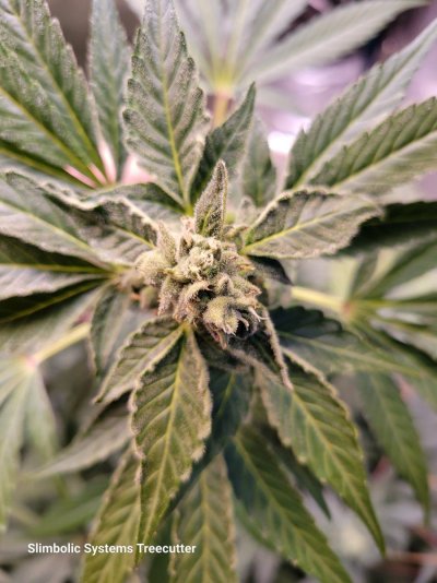 Let's See Your Frostiest Flowers